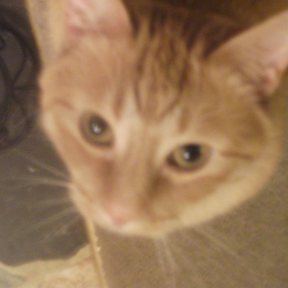 Meet your Posher, Bernadette